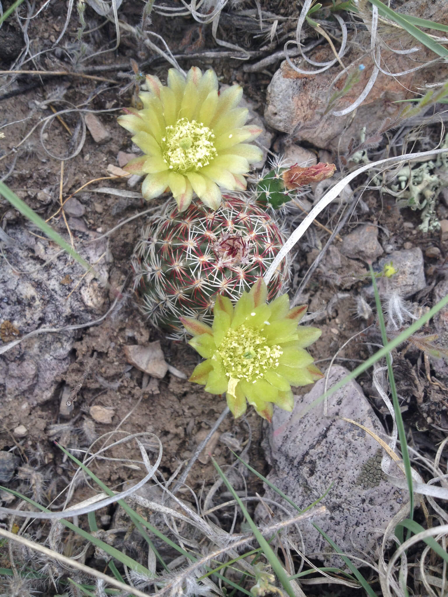 Echinocereus viridiflorus